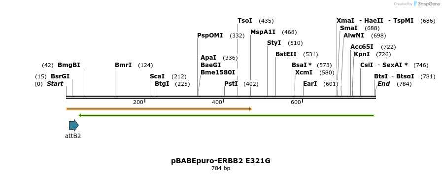 55262_map