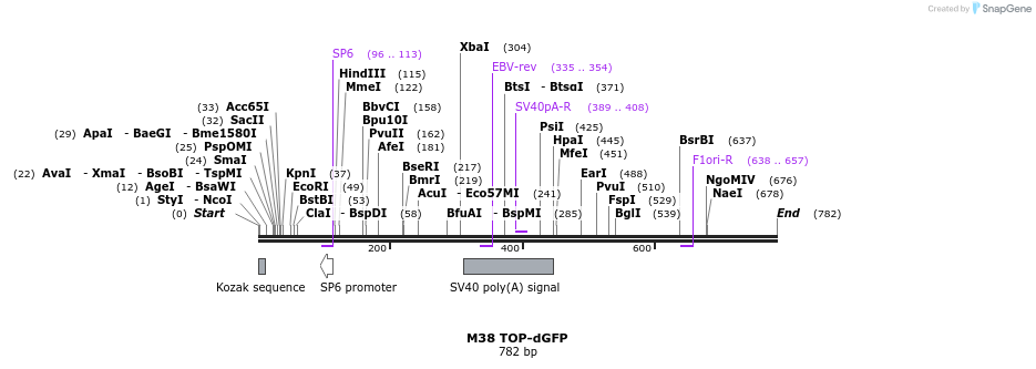 55290_map