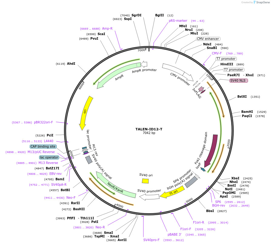 41479-plasmid-map-sequence-id-55348