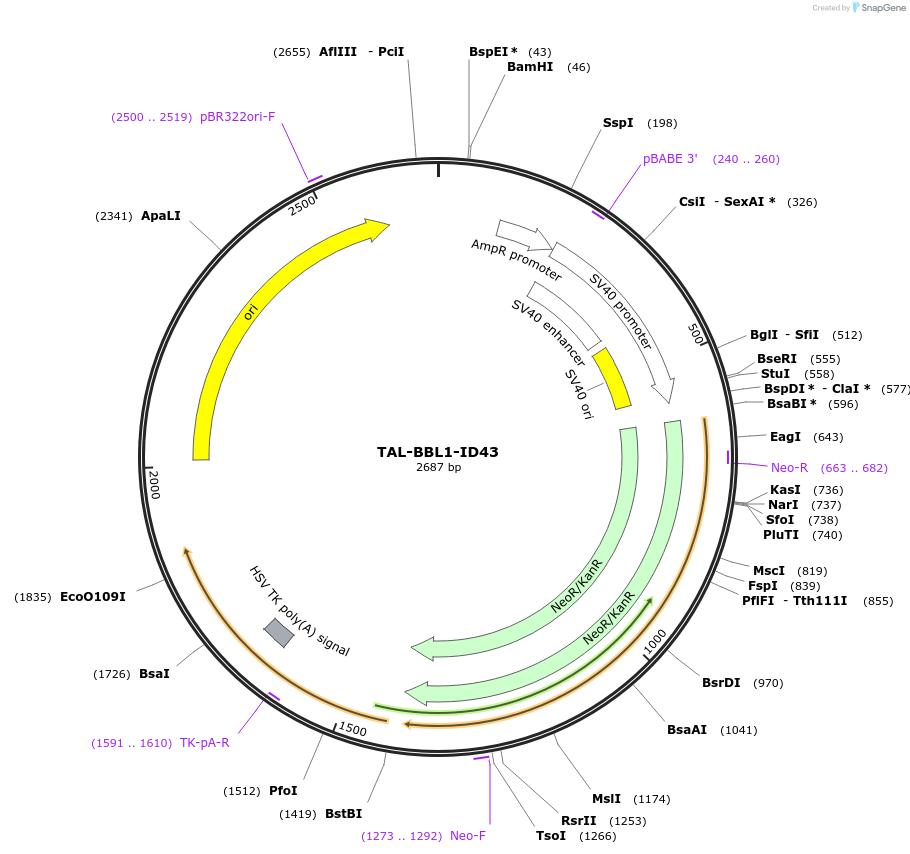 41517-plasmid-map-sequence-id-55386