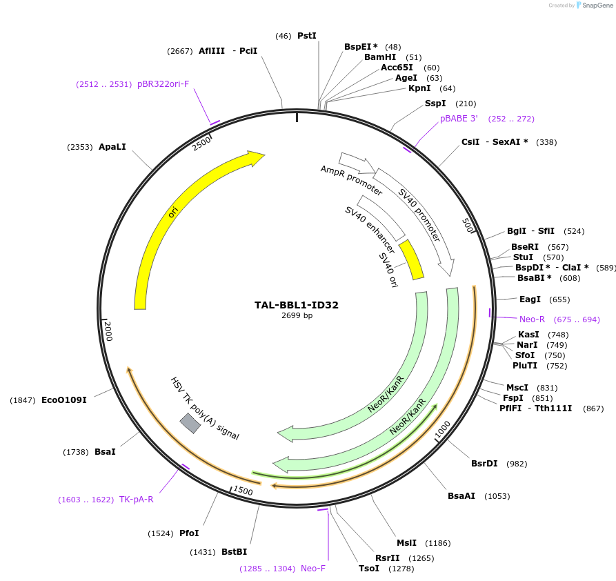 41518-plasmid-map-sequence-id-55387