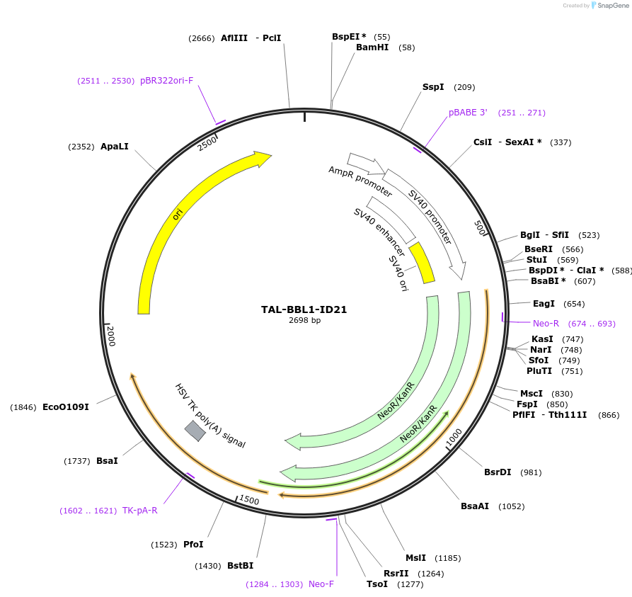 41519-plasmid-map-sequence-id-55388