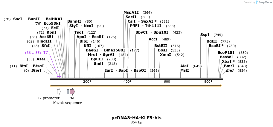 55389_map