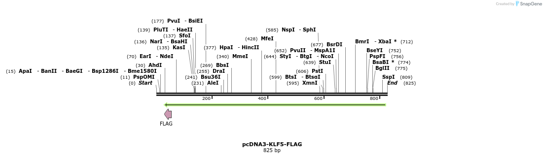 55391_map