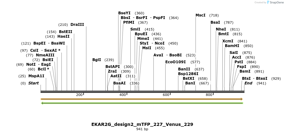 55444_map