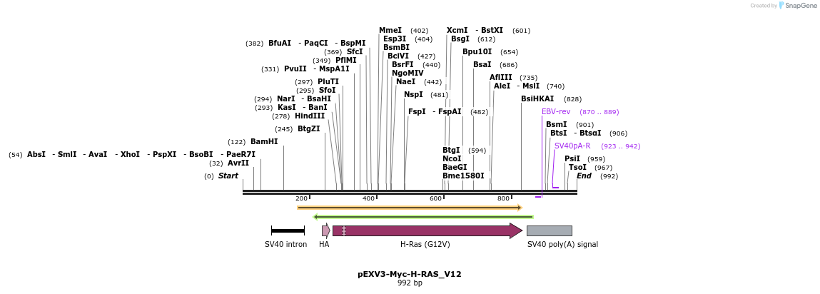 55488_map