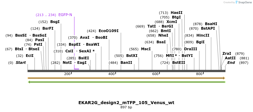 55528_map