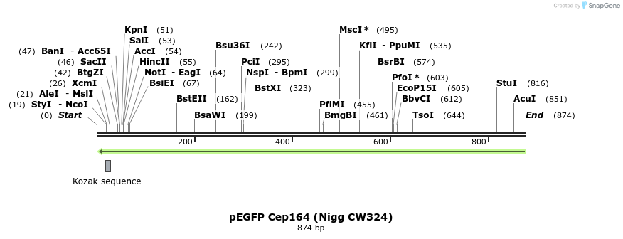 55557_map