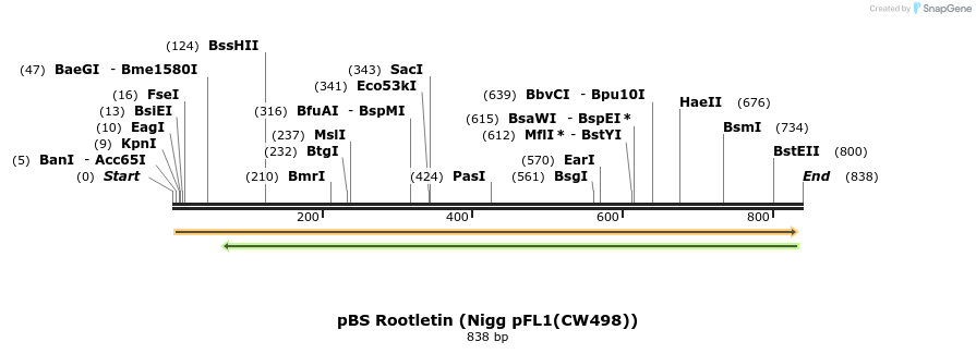 55560_map