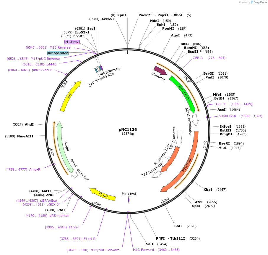 41562-plasmid-map-sequence-id-55584