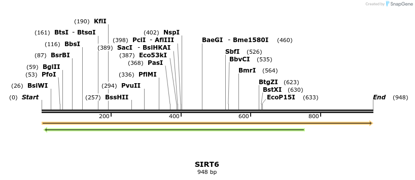 55588_map