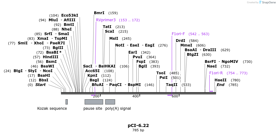 55601_map