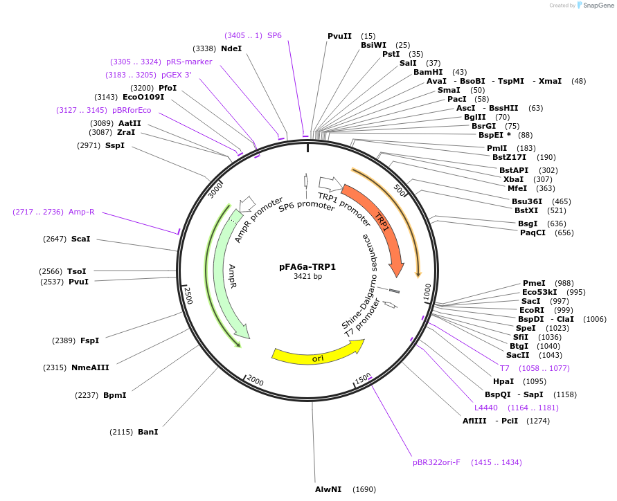 41595-plasmid-map-sequence-id-55618