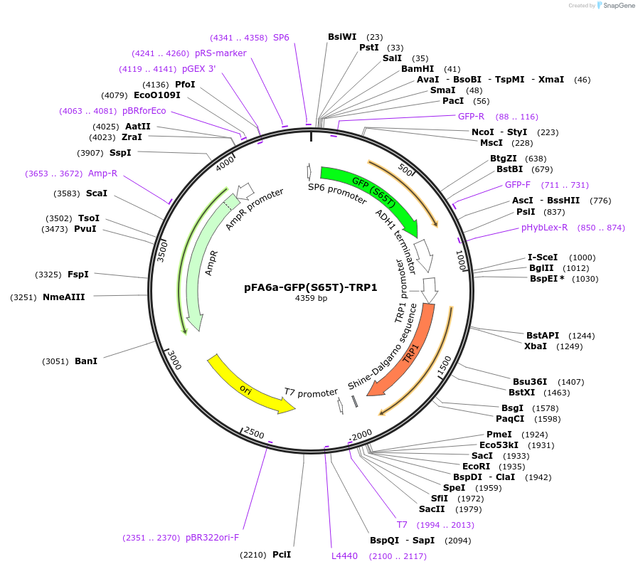 41597-plasmid-map-sequence-id-55622