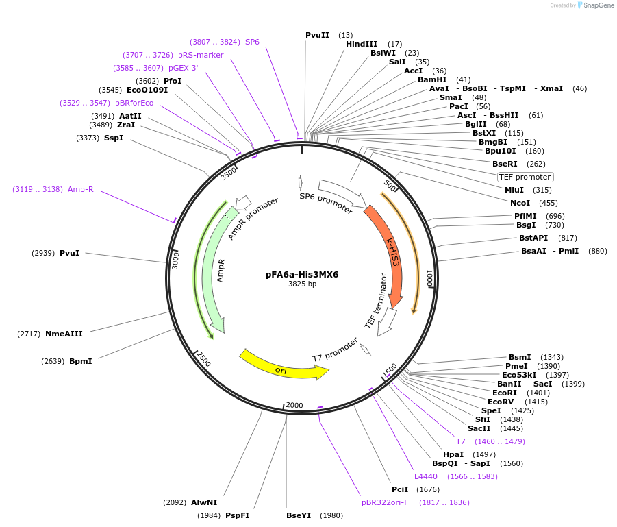 41596-plasmid-map-sequence-id-55627