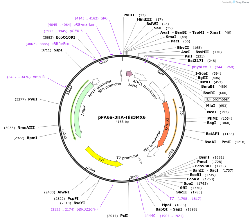 41600-plasmid-map-sequence-id-55634