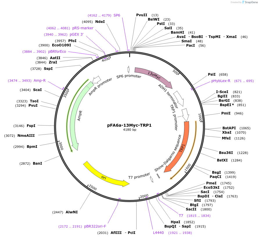 41601-plasmid-map-sequence-id-55635