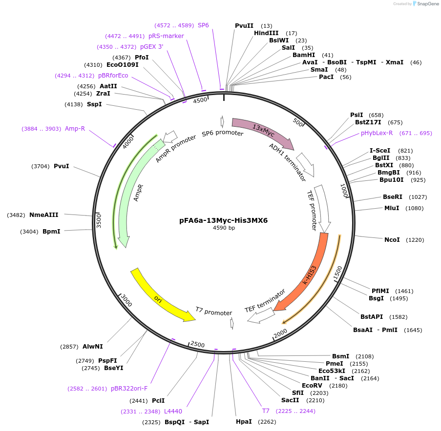 41602-plasmid-map-sequence-id-55636
