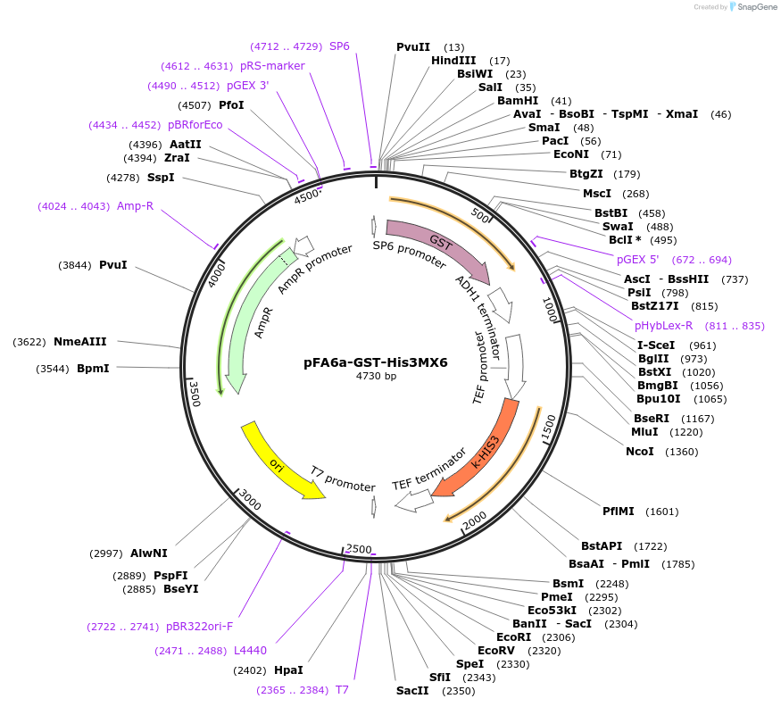41604-plasmid-map-sequence-id-55638