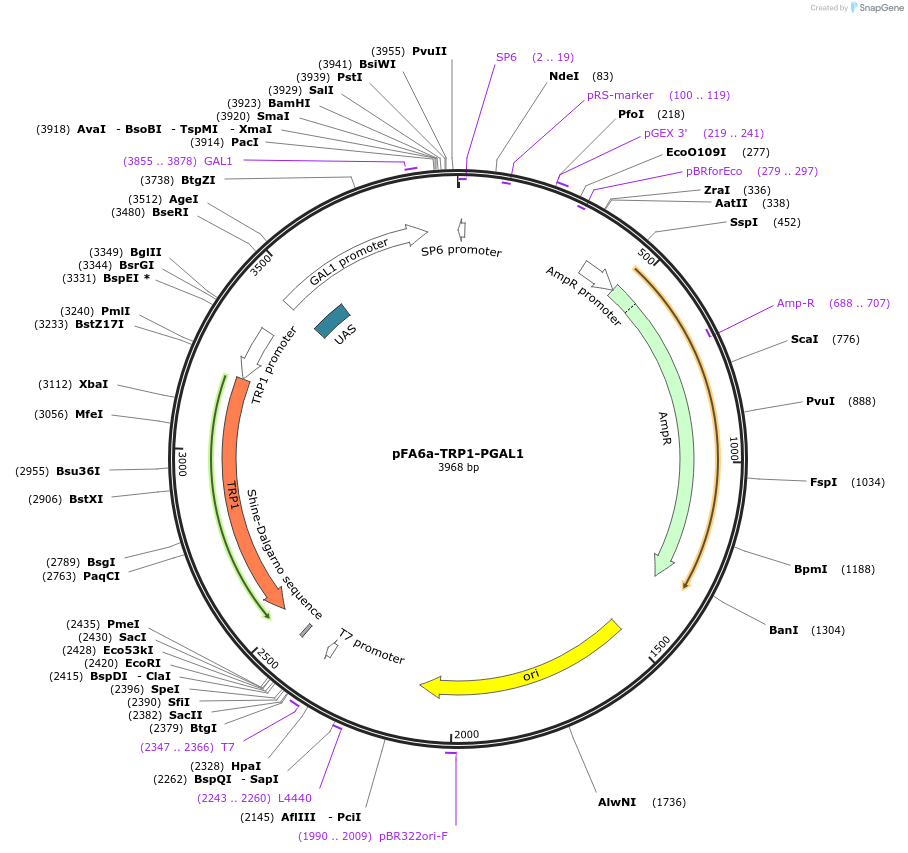 41606-plasmid-map-sequence-id-55640