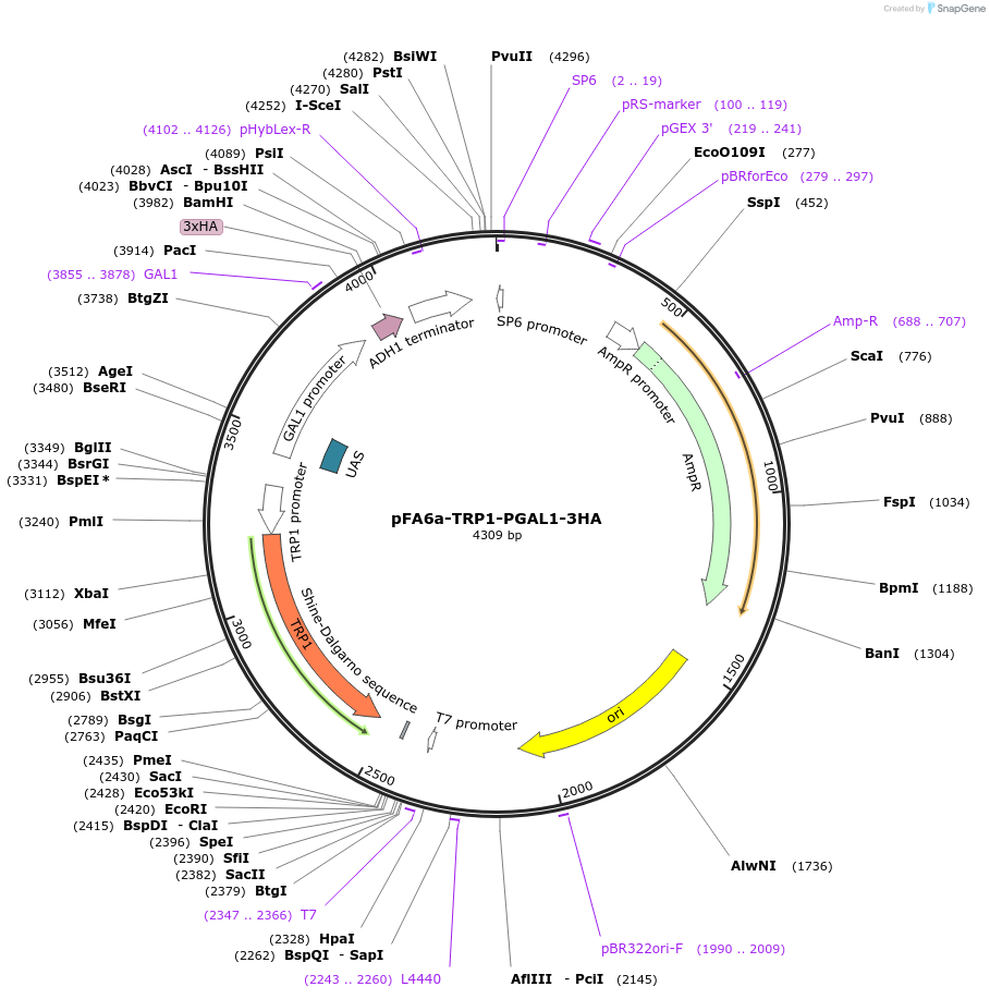 41609-plasmid-map-sequence-id-55643