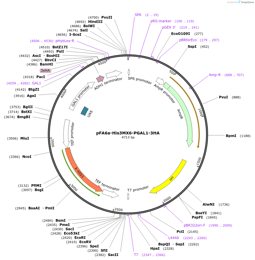 41610-plasmid-map-sequence-id-55644