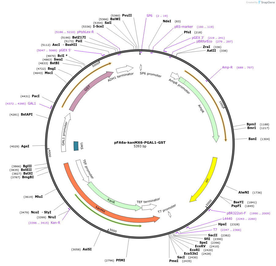 41611-plasmid-map-sequence-id-55645
