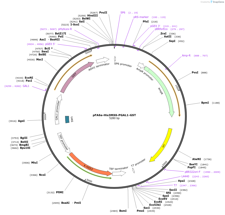41613-plasmid-map-sequence-id-55647
