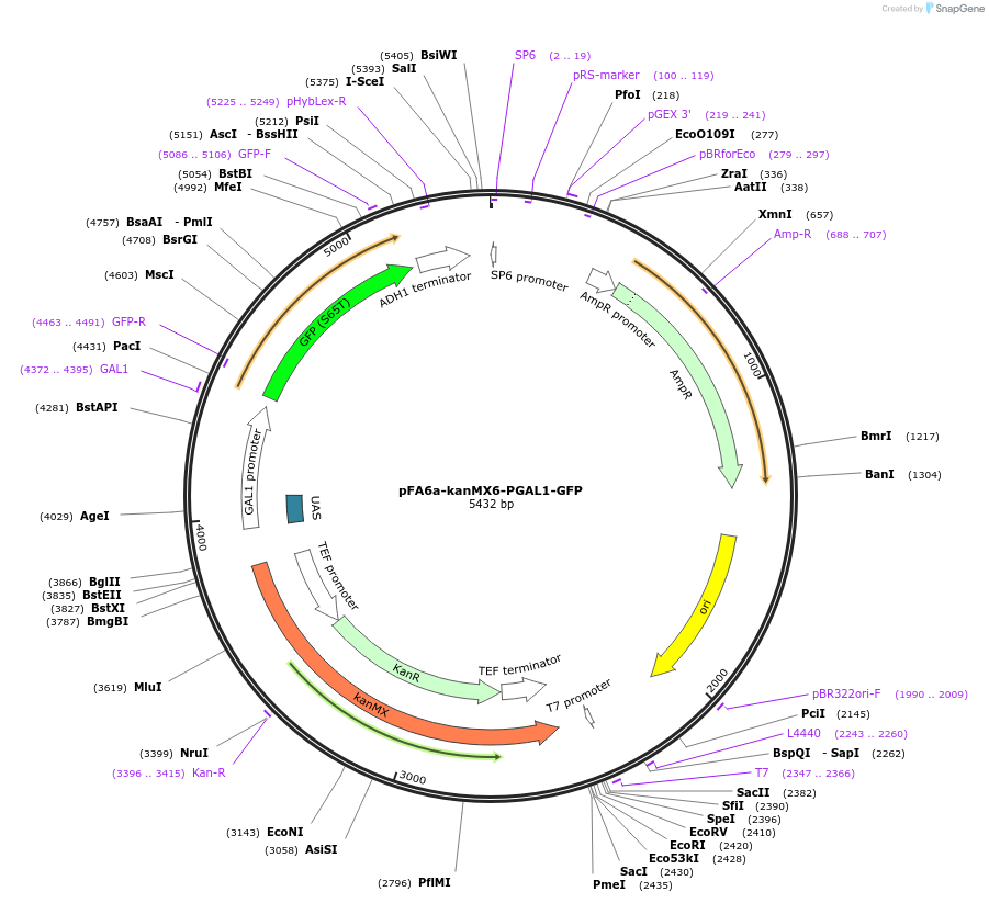 41614-plasmid-map-sequence-id-55648