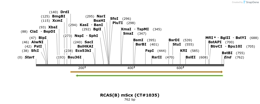 55681_map