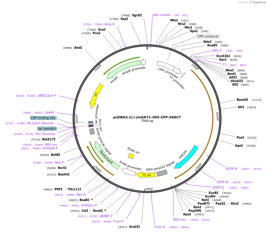 41678-plasmid-map-sequence-id-55826