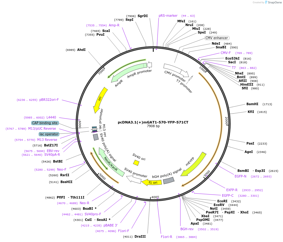 41679-plasmid-map-sequence-id-55829