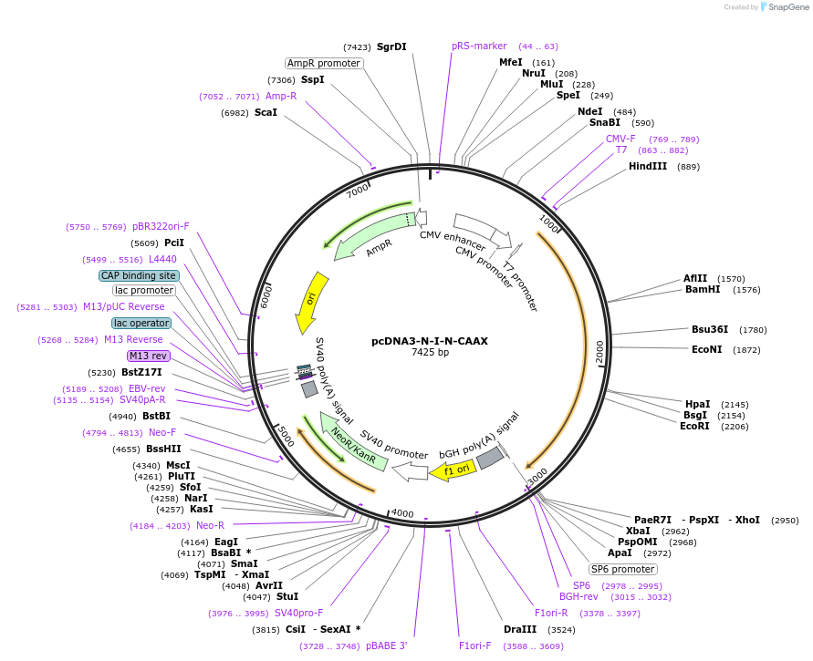 41686-plasmid-map-sequence-id-55893