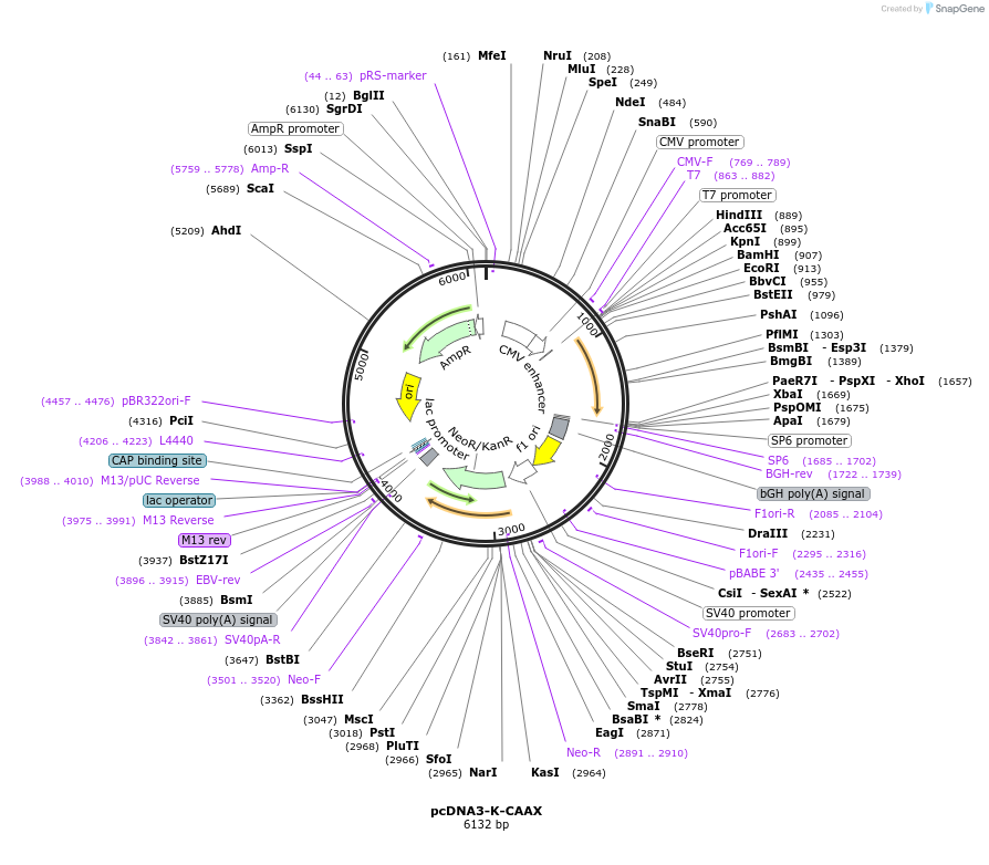 41644-plasmid-map-sequence-id-55896