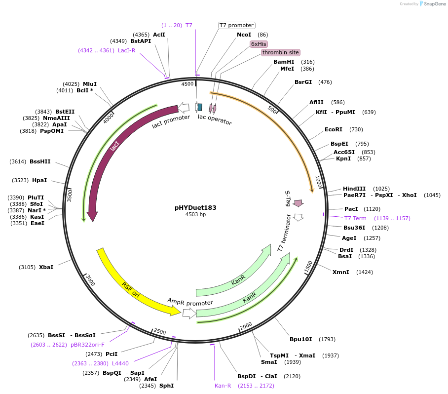 41685-plasmid-map-sequence-id-55935