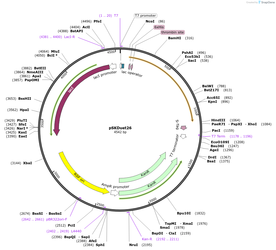 41689-plasmid-map-sequence-id-55936
