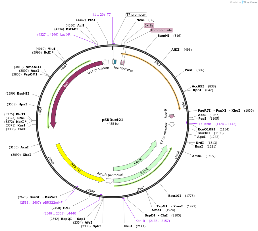 41695-plasmid-map-sequence-id-55938