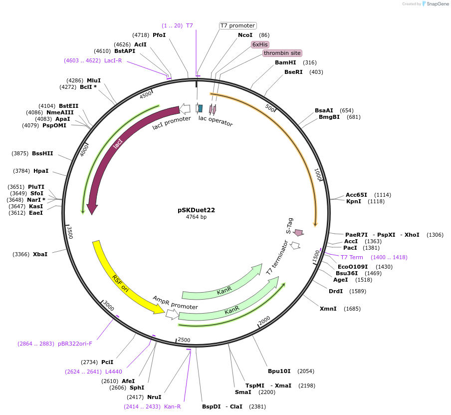 41696-plasmid-map-sequence-id-55939