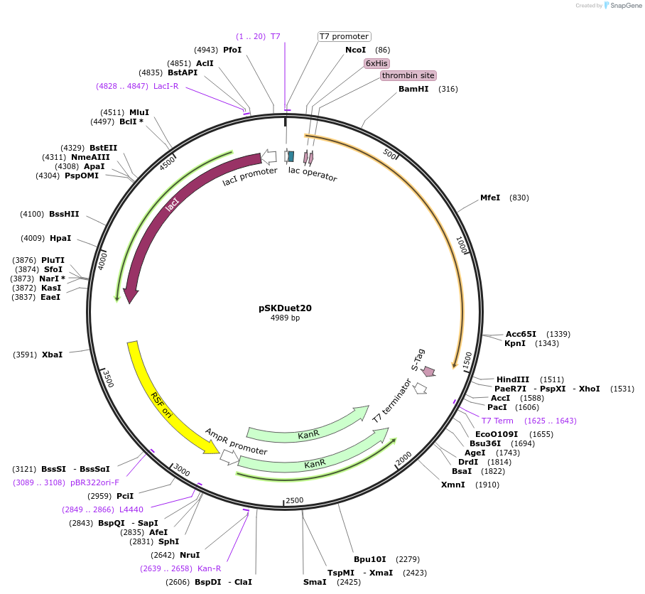 41694-plasmid-map-sequence-id-55941