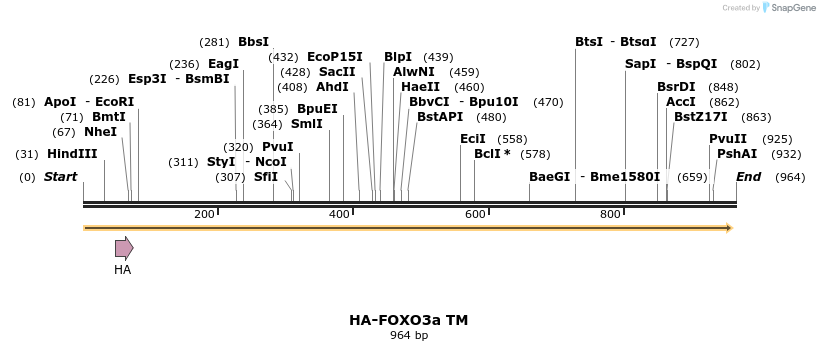 56016_map