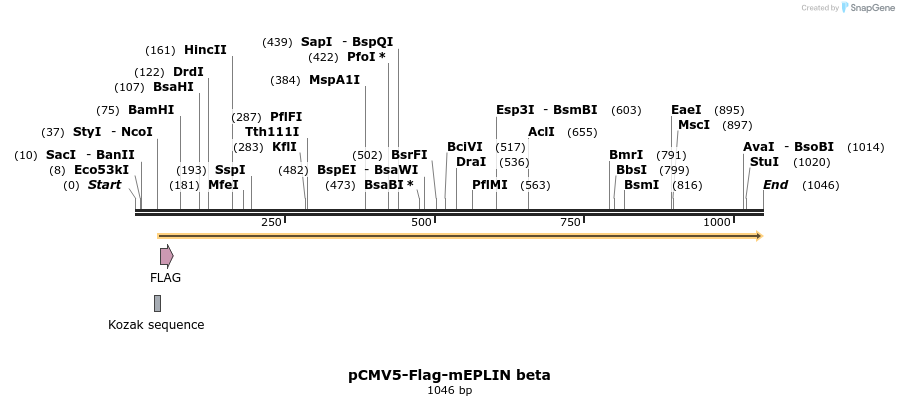 56156_map