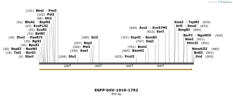 56207_map