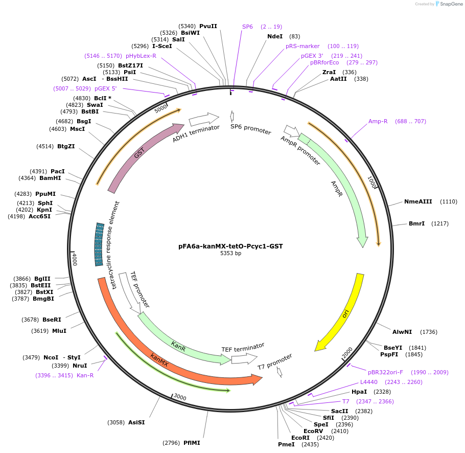 41026-plasmid-map-sequence-id-56251