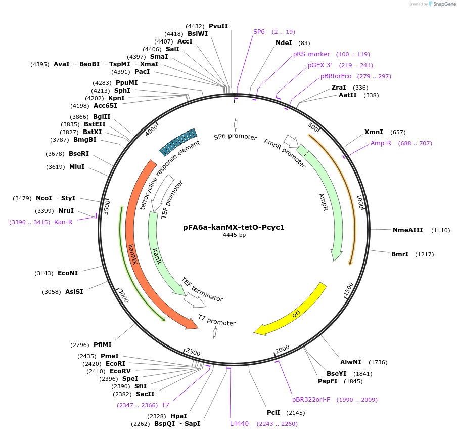 41023-plasmid-map-sequence-id-56253
