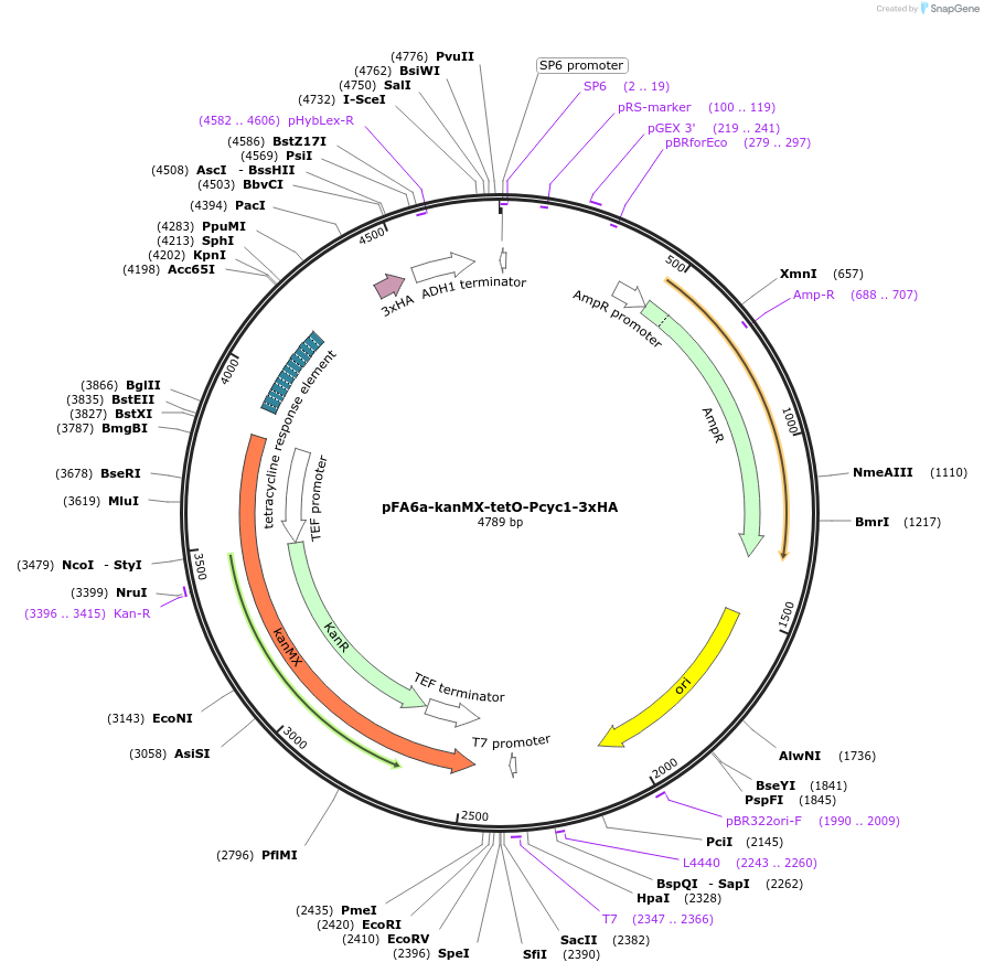41024-plasmid-map-sequence-id-56255