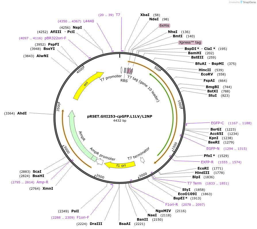 41733-plasmid-map-sequence-id-56305