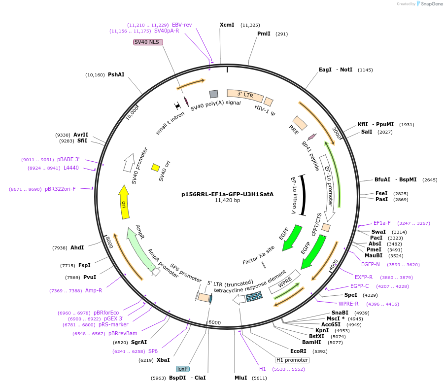41795-plasmid-map-sequence-id-56353