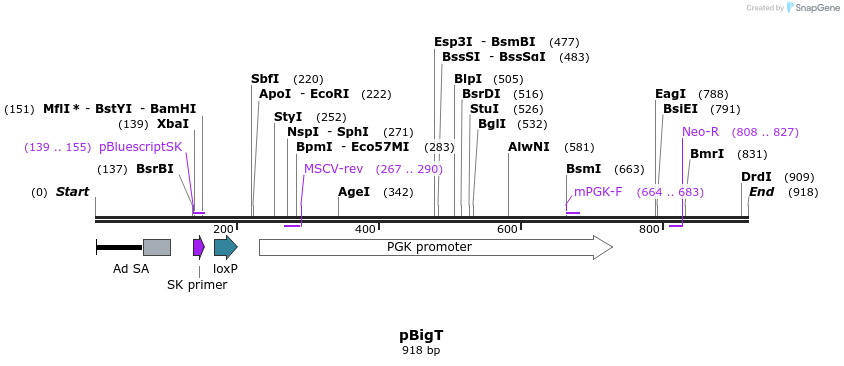 56456_map