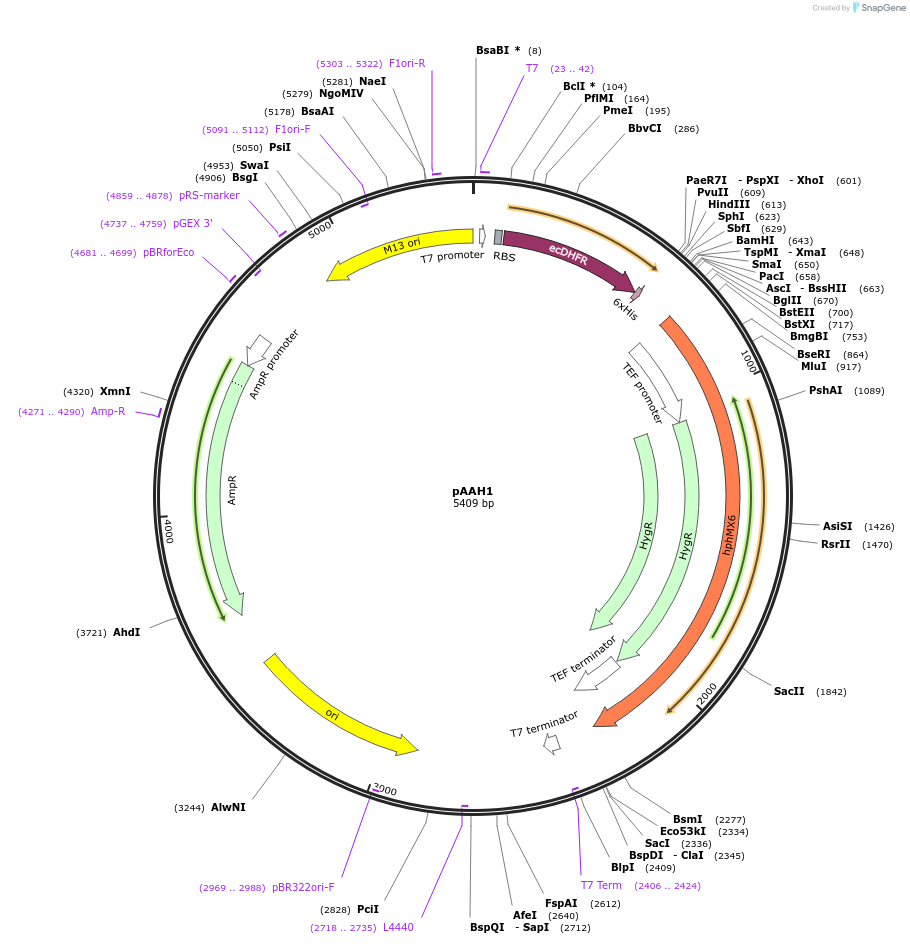 41825-plasmid-map-sequence-id-56469