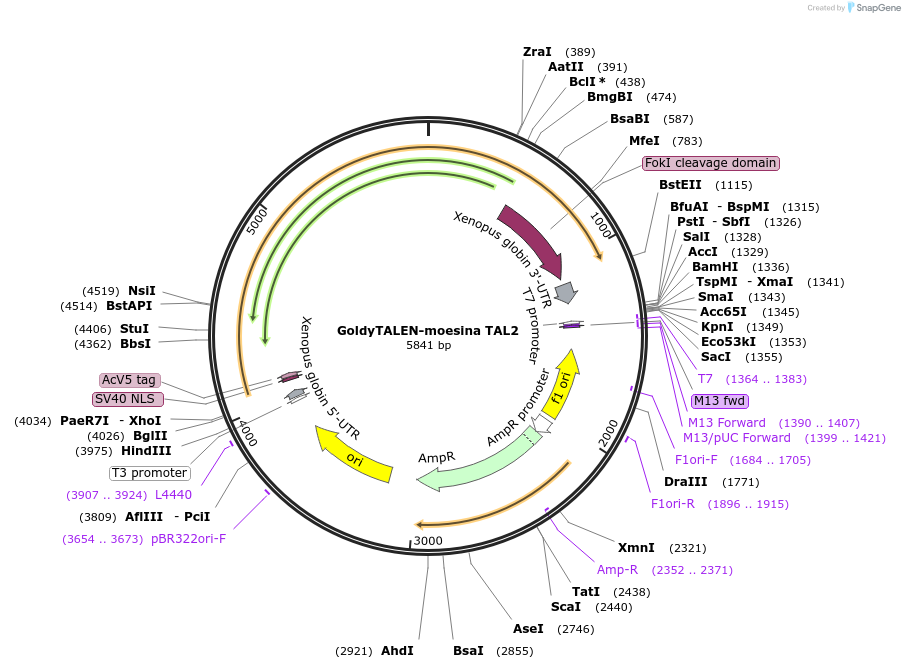 41832-plasmid-map-sequence-id-56493
